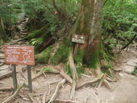 屋久島・白谷雲水峡、もののけ姫の森、太鼓岩
